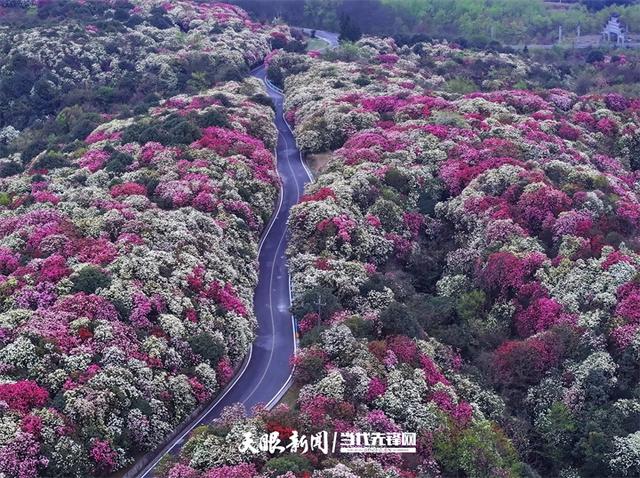 村意盎然的中国：浪漫杜鹃等你赴约