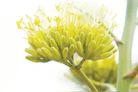 温室植物里的“龙”图片