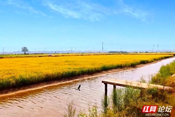 欢庆时刻丨自在益阳：江风、古巷与稻田里的慢时光