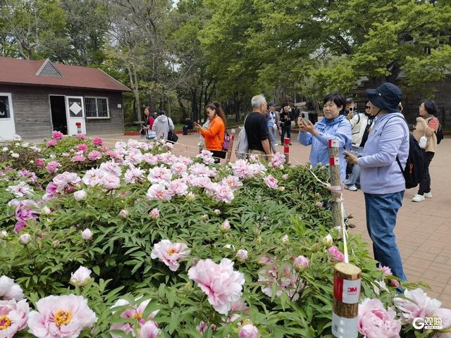 国色倾城！快来中山公园，赴一场牡丹之约