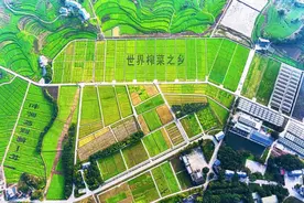 点“绿”成“金”｜吃干“榨”净 绿色青菜头垒起百亿大产业图片