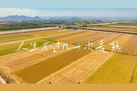 夜读 | “人生不过几十次麦熟”图片