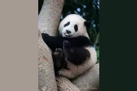 福猪猪，欢迎回家！韩国出生的大熊猫“福宝”搭乘专机抵达四川成都图片