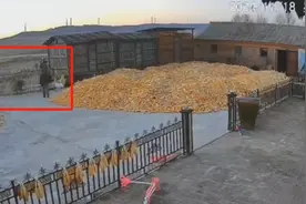 黑龙江一地出现老虎咬伤65岁村民！警方正村内搜捕，伤者家属称有两只图片