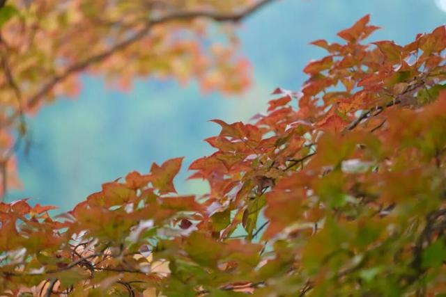 阳明湖最新“枫”情预告