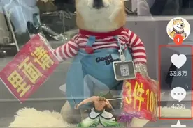 服装店6岁“迎宾柴犬”走红，网友：每一口狗粮都是自己挣的图片