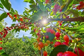 市州观察丨米易：樱桃“映红”果蔬之城图片