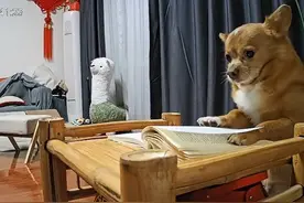 让狗狗成“影帝” 苍蝇当“演员”？千万级博主柯铭揭秘视频创作幕后丨封面深镜图片