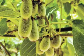 从“奢侈品”到“大众果”，水果见证中国经济成果图片