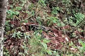 毒性极强！眼镜王蛇盘踞云南一小学附近，孵50枚蛋……图片