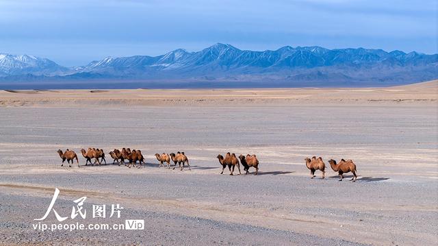 甘肃阿克塞：高原秋景入画来