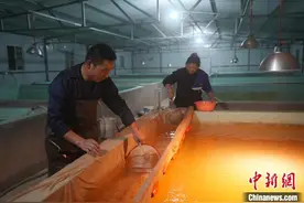 湖南大通湖农户反季节鲈鱼孵化趟出致富之路图片