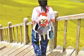 宠物随行 年轻人有了“新驴友”图片