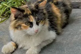 广州兰圃网红猫有名字啦！快来围观你的创意有没有入选图片