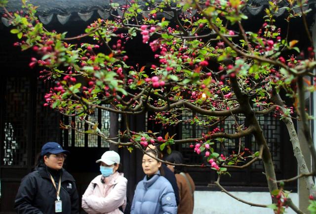 江苏苏州：海棠花开拙政园