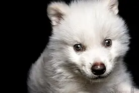 1.25万年前灭绝的恐狼，真的被复活了吗图片