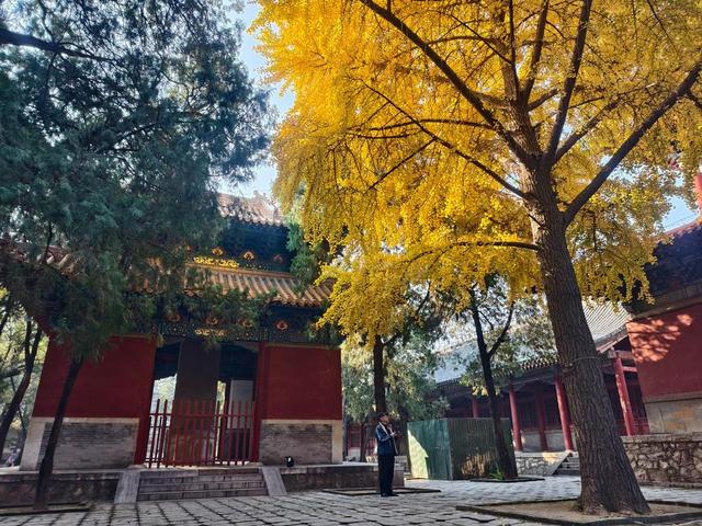 图集丨金秋岱庙美出圈 千年古银杏 “披金” 引客打卡