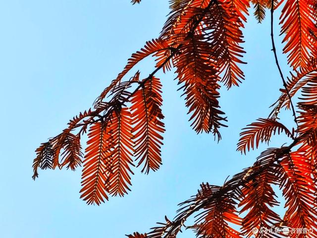 冬日水杉叶泛红，沂河岸边添美景