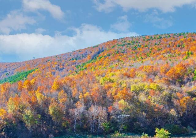 学习强国 | 河北崇礼：梧桐大道的“醉”美秋色