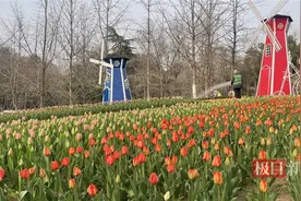 武汉解放公园8.5万株郁金香描绘荷兰风情！一周左右迎来盛花期图片