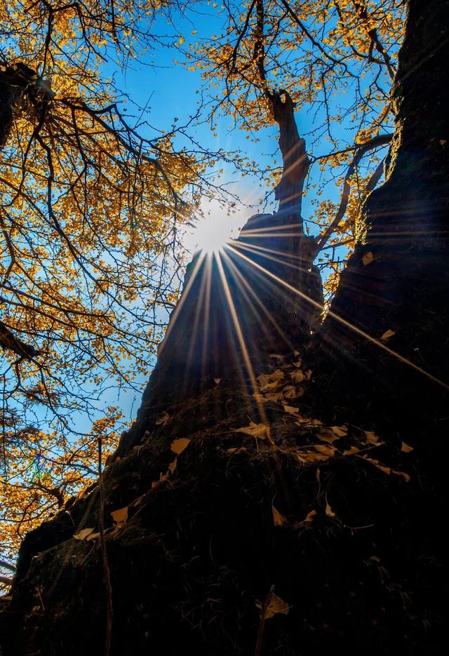 临安，一座被银杏腌入味的城市