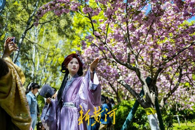 泉畔晚樱盛放，“樱花雨”引爆打卡潮