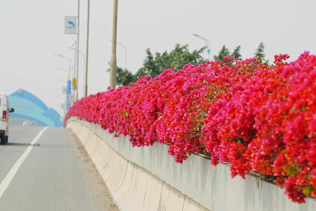 广州南沙披上“繁花盛装”，扮靓绿美全运画卷