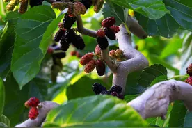 大兴安定桑椹熟了，采摘季可持续一个月图片