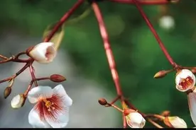 彭治顺丨永顺桐油秘史图片