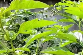 你吃的冰粉粉，到底是冰粉还是凉粉？图片