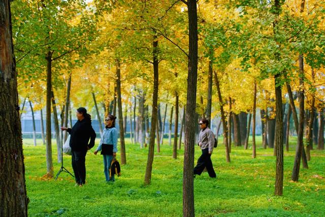 秋风引路入曲江，芙蓉金叶映红墙
