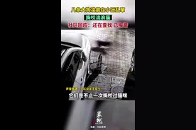 几条大狗凌晨在小区乱窜撕咬流浪猫，社区回应：还在查找，已报警图片