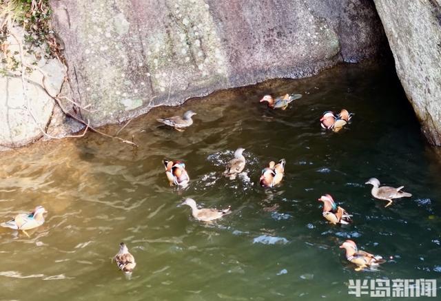 十余只鸳鸯“做客”崂山龙潭水库 深秋生态画卷添灵动生机