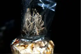 驯化成功！两个珍稀食用菌新品种在成都金堂诞生图片