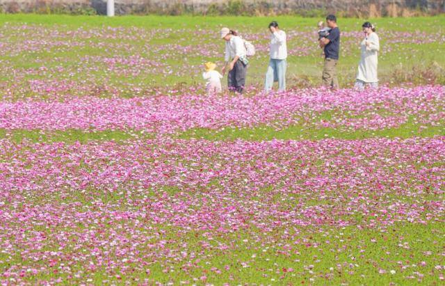 千万粉丝博主打卡中山花海：好美！