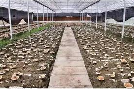 红色九江：传统食企走出绿色新路图片