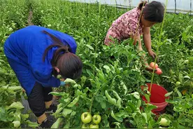 亳州市谯城区淝河镇：小小西红柿 增收致富果图片