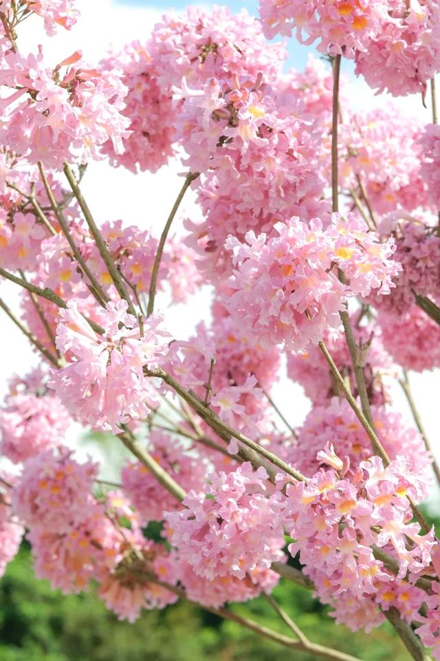 八桂冬日似春朝 赏花观叶正当时