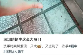 提醒！雨后遇到这种大蜗牛千万别碰图片