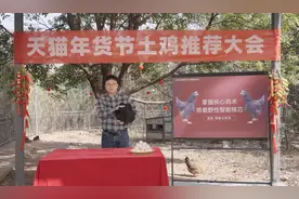 “文昌鸡2.0版”、“旗舰清远鸡”……天猫年货节让土鸡从“菜场年货”变身“线上新品”，淘宝销量大涨图片