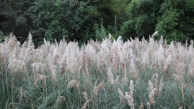 达州粉黛乱子草、枫叶已上线！快去打卡