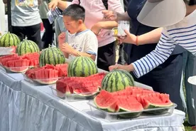 南汇8424西瓜今起上市！上海人的夏日“顶流”比往年更早登场图片