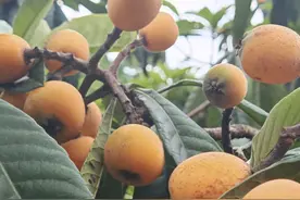 兴义万峰林翁本村：枇杷丰收 日子香甜图片