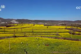 从“土味山野”到“网红打卡地” 多地以“花”为媒为乡村振兴增香添彩图片