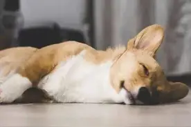 【滕法案例】买到“星期狗”，怎么办？图片