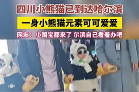 四川小熊猫已到达哈尔滨，一身小熊猫元素可可爱爱，网友：小国宝都来了 尔滨自己看着办吧图片