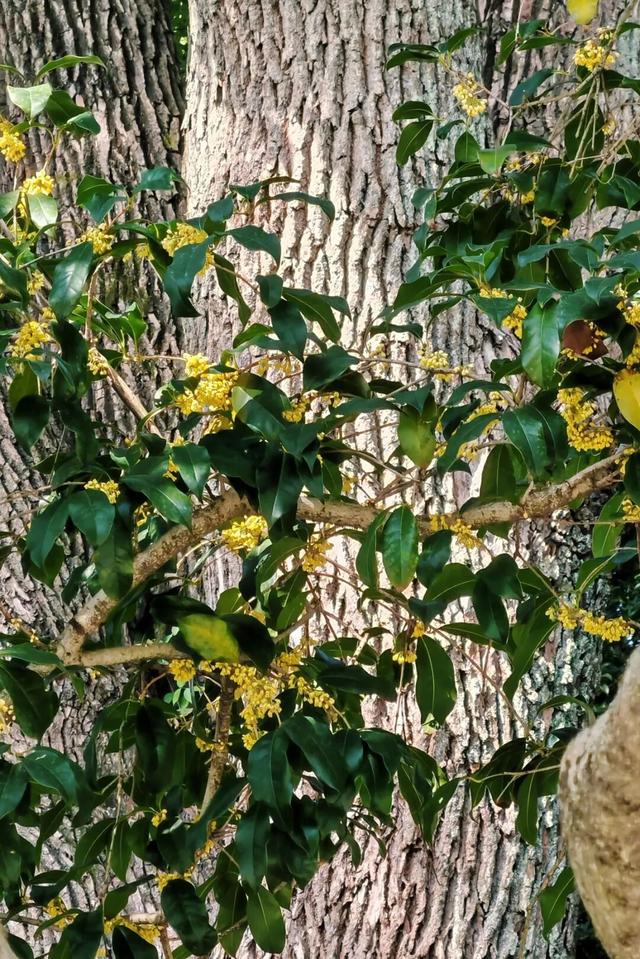 盼了好久的桂花，终于开了！