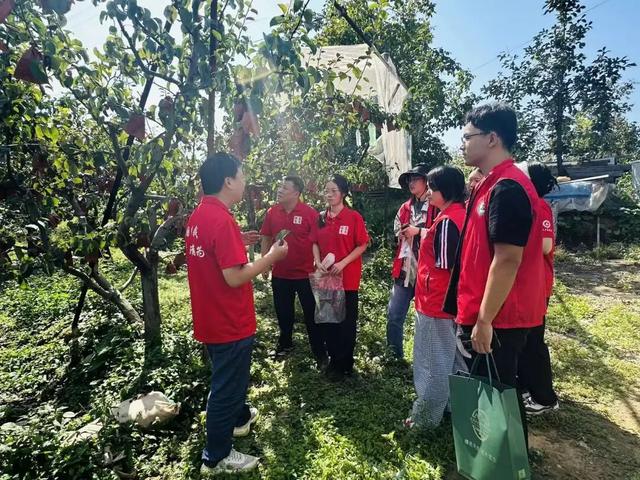 高大尚平谷｜走进平谷科技小院，寻找佛见喜梨的科技密码！