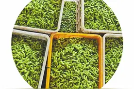 一棚新绿充实北方餐桌图片