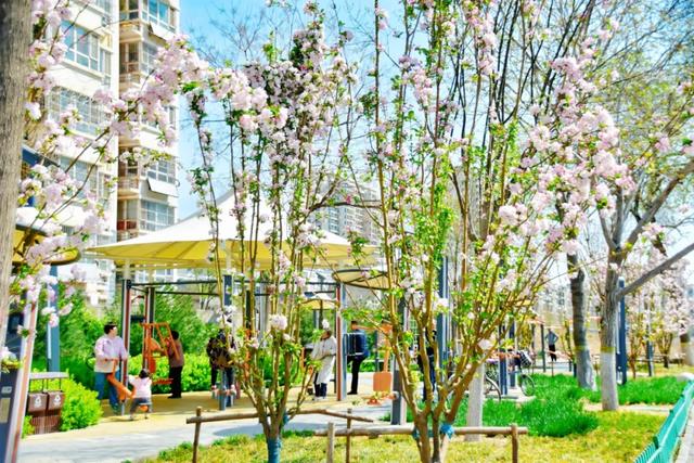 春色满城！定州藏不住的温柔与浪漫